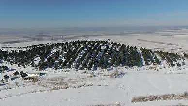冬季白茫茫的雪山树林视频的预览图